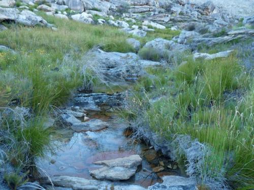 A small mountain stream. (Author: Pierre Joubert)