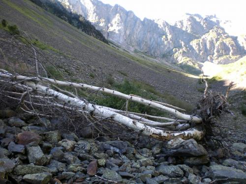 _Los derrubios se canalizan por embudos por los que también bajan los aludes,  por tratarse de una zona de fuerte innivación,  arrastrando todo lo que encuentran y depositándolos mas abajo, como los restos de estos abedules. (Autor: Carlos G. Bargueño)