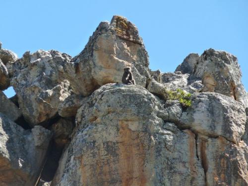 I was amazed at the young baboon climbing effortlessly up a very steep rock. (Author: Pierre Joubert)