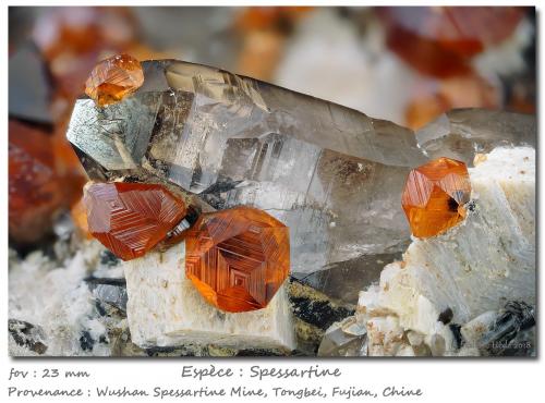 Spessartine on Quartz<br />Catas Spessartina Wushan, Tongbei, Yunxiao, Prefectura Zhangzhou, Provincia Fujian, China<br />fov 23 mm<br /> (Author: ploum)