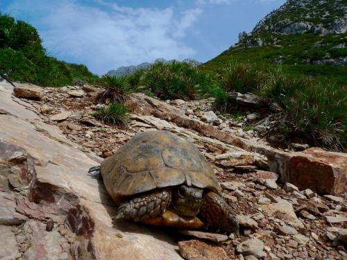 Ya en la parte baja del recorrido nos topamos con este individuo. (Autor: Josele)