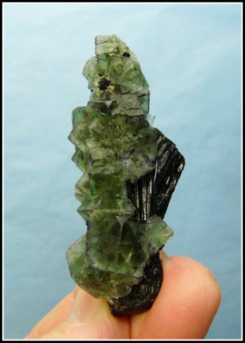 Fluorite with Schorl<br />Erongo Region, Namibia<br />68 x 32 x 28 mm<br /> (Author: Pierre Joubert)