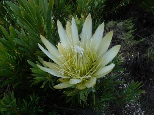 A protea flower. (Author: Pierre Joubert)