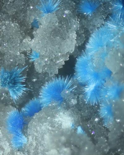 Carbonatocianotriquita<br />Mina Qinglong, Dachang, Qinglong, Prefectura Autónoma Qianxi'nan, Provincia Guizhou, China<br />encuadre 10 mm aprox.<br /> (Autor: Ramon A  Lopez Garcia)