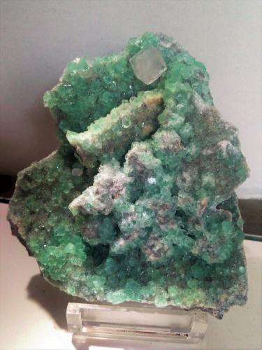 Calcita, Fluorita<br />Pedrera Berta, Turó de Can Domènech, Serra de Roques Blanques, Sant Cugat del Vallès-El Papiol, Comarca Vallès Occidental / Baix Llobregat, Barcelona, Cataluña / Catalunya, España<br />8x7 cm.<br /> (Autor: Adri Rodríguez)