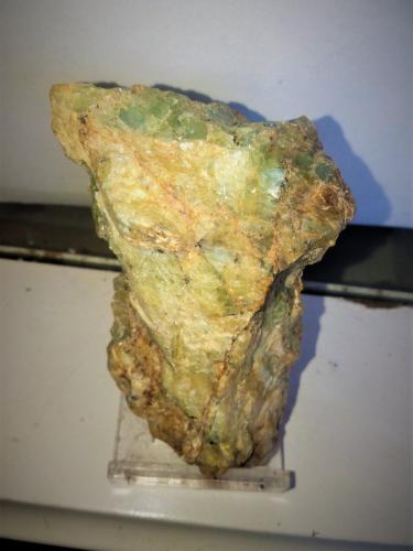 Alofana<br />Santa Creu d'Olorda, Collserola Mountains, Sant Feliu de Llobregat, Comarca Baix Llobregat, Barcelona, Catalonia / Catalunya, Spain<br />8x5 cm.<br /> (Autor: Adri Rodríguez)