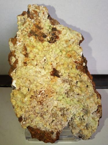 Fluorapatito (variedad carbonato-fluorapatito)<br />Pedrera Turó de Montcada, Montcada i Reixac, Comarca Vallès Occidental, Barcelona, Cataluña / Catalunya, España<br />8x5,5 cm.<br /> (Autor: Adri Rodríguez)