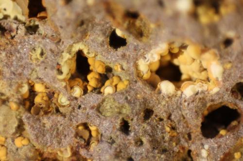 Nontronite (variety Ca-rich Nontronite)<br />Can Súria Quarry (Guixeres Quarry), Maçanet de la Selva, Comarca La Selva, Gerona / Girona, Catalonia / Catalunya, Spain<br />FOV 8 mm<br /> (Author: franjungle)