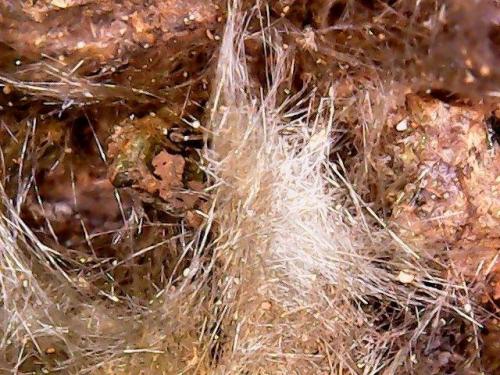 Actinolita (variedad byssolita)<br />Morro das Pedras comunnity, Morro das Pedras, Formiga, Minas Gerais, Brazil<br />Cristales con 0,7 cm<br /> (Autor: Anisio Claudio)