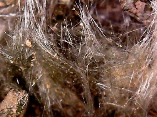 Actinolita (variedad byssolita)<br />Morro das Pedras comunnity, Morro das Pedras, Formiga, Minas Gerais, Brazil<br />Cristales con 0,7 cm<br /> (Autor: Anisio Claudio)