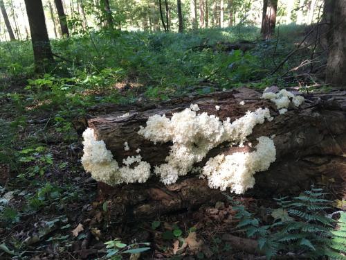 Hericium americium, lions mane edible fungus. (Author: vic rzonca)