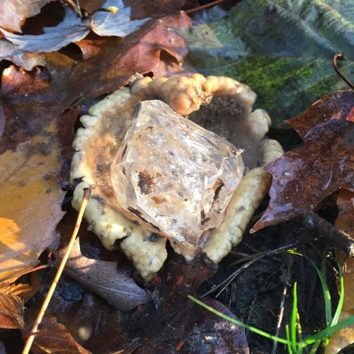 6 cm. quartz on fungus. (Author: vic rzonca)