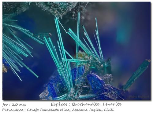 Brochantite and Linarite<br />Conejo Rampante Mine, Atacama Region, Chile<br />fov 2 mm<br /> (Author: ploum)