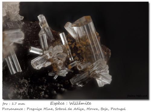 Willemite<br />Preguiça Mine, Sobral da Adiça, Moura, Beja District, Baixo Alentejo, Alentejo, Portugal<br />fov 1.7 mm<br /> (Author: ploum)