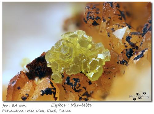 Mimetite<br />Mas Dieu, Mercoirol, Alès, Gard, Occitanie, France<br />fov 3.4 mm<br /> (Author: ploum)