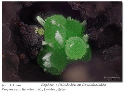 Olivenite on Conichalcite<br />Mina Hilarion, Zona Hilarion, Minas Kamariza, Agios Konstantinos, Distrito minero Lavrion, Prefectura Attikí (Attica), Grecia<br />fov 1.8 mm<br /> (Author: ploum)