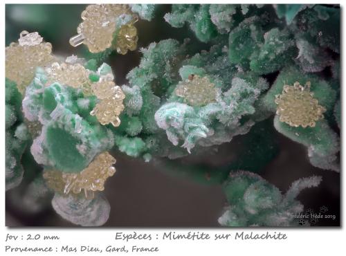 Mimetite on Malachite<br />Mas Dieu, Mercoirol, Alès, Gard, Occitanie, France<br />fov 2.0 mm<br /> (Author: ploum)