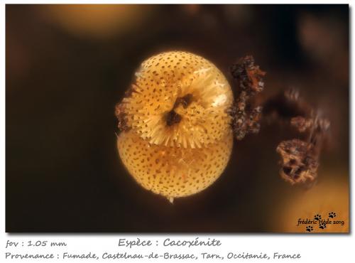 Cacoxenite<br />Fumade, Castelnau-de-Brassac, Tarn, Occitanie, France<br />fov 1.05 mm<br /> (Author: ploum)