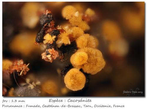 Cacoxenite<br />Fumade, Castelnau-de-Brassac, Tarn, Occitanie, France<br />fov 1.3 mm<br /> (Author: ploum)