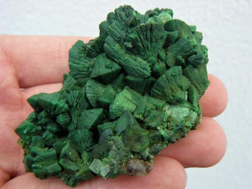 Torbernite<br />Margabal Mine, Entraygues-sur-Truyère, Lot et Truyère, Rodez, Aveyron, Occitanie, France<br />7 x 5 cm<br /> (Author: Benj)