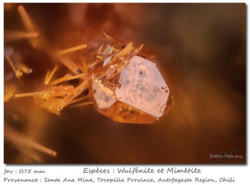 Wulfenite and Mimetite<br />Mina Santa Ana, Sierra Cerrillos, Provincia Tocopilla, Región Antofagasta, Chile<br />fov 0.75 mm<br /> (Author: ploum)