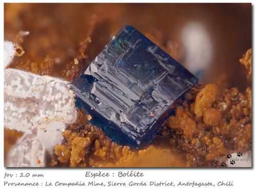 Boleite<br />La Compañía Mine, Caracoles, Sierra Gorda District, Tocopilla Province, Antofagasta Region, Chile<br />fov 2.0 mm<br /> (Author: ploum)