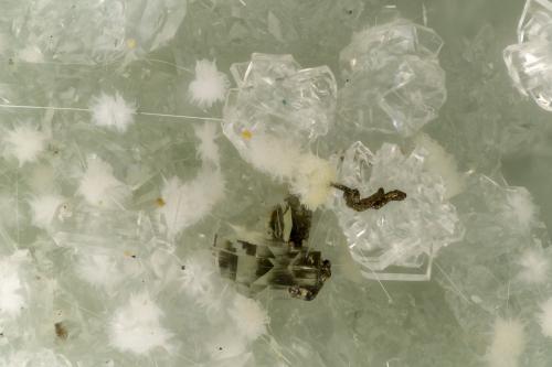 Pyrite, Clinoptilolite-Ca, Erionite-Ca, Mordenite<br />Cape Lookout Quarry, Netarts, Tillamook County, Oregon, USA<br />FOV = 2.6 mm<br /> (Author: Doug)