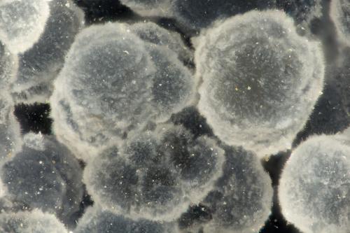Cowlesite<br />Burnt Cabin Creek, Spray, Wheeler County, Oregon, USA<br />FOV = 1.8 mm<br /> (Author: Doug)