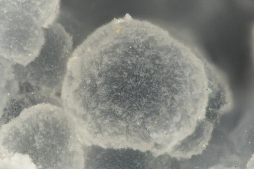 Cowlesite<br />Burnt Cabin Creek, Spray, Wheeler County, Oregon, USA<br />FOV = 1.6 mm<br /> (Author: Doug)
