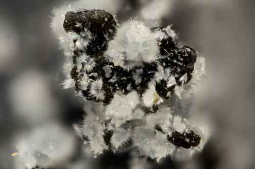 Cowlesite<br />Burnt Cabin Creek, Spray, Wheeler County, Oregon, USA<br />FOV = 1.4 mm<br /> (Author: Doug)
