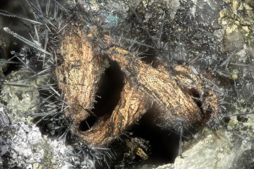 Silver, Acanthite<br />Mina Highland Bell, Beaverdell, Distrito minero Greenwood, Columbia Británica, Canadá<br />FOV = 1.9 mm<br /> (Author: Doug)