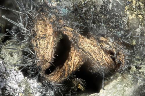 Silver, Acanthite<br />Highland Bell Mine, Beaverdell, Greenwood Mining District, British Columbia, Canada<br />FOV = 1.9 mm<br /> (Author: Doug)