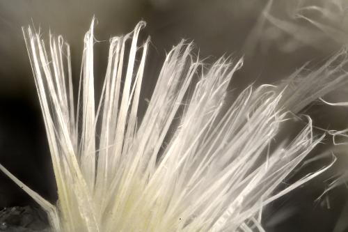 Mesolite<br />Upper Ritter Quarry, Ritter, Grant County, Oregon, USA<br />FOV = 3.8 mm<br /> (Author: Doug)