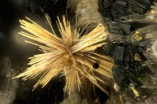 Rutile<br />Hansen Creek Crystal area, Hansen Creek, North Bend, King County, Washington, USA<br />FOV = 1.2 mm<br /> (Author: Doug)