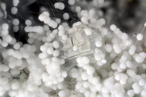 Mordenite, Erionite, Clinoptilolite-Ca<br />Cape Lookout Quarry, Netarts, Tillamook County, Oregon, USA<br />FOV = 3.8 mm<br /> (Author: Doug)