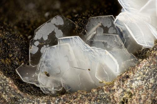 Levyne<br />Beech Creek Quarry, Mount Vernon, Grant County, Oregon, USA<br />FOV = 3.1 mm<br /> (Author: Doug)