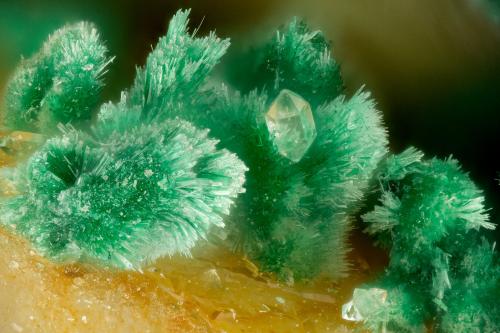 Malachite<br />Mina Gold Hill, Gold Hill, Distrito Gold Hill, Condado Tooele, Utah, USA<br />FOV = 1.6 mm<br /> (Author: Doug)