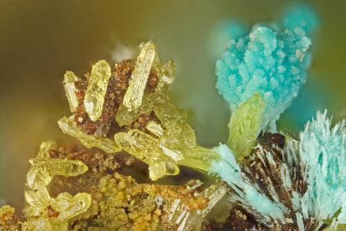Mimetite, Chrysocolla<br />Bob Montgomery Claim Group, Peloncillo Mountains, Granite Gap, San Simon District, Hidalgo County, New Mexico, USA<br />FOV = 1.6 mm<br /> (Author: Doug)