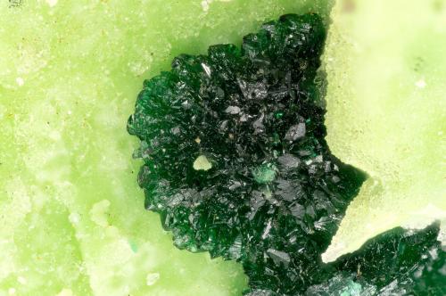 Brochantite<br />Ashburton Downs Station, Ashburton Shire, Western Australia, Australia<br />FOV = 2.7 mm<br /> (Author: Doug)