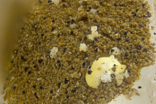 Kainosite-(Y)<br />Whitesmith Mine, Strontian, Lochaber, Argyll and Butte, Scotland / United Kingdom<br />FOV = 2.0 mm<br /> (Author: Doug)