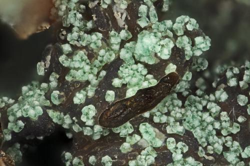 Adamite<br />Bob Montgomery Claim Group, Peloncillo Mountains, Granite Gap, San Simon District, Hidalgo County, New Mexico, USA<br />FOV = 2.0 mm<br /> (Author: Doug)