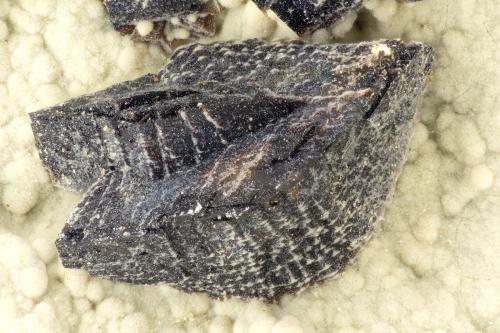 Siderite<br />Big Cliff, localidades del río Clackamas, Condado Clackamas, Oregon, USA<br />FOV = 3.4 mm<br /> (Author: Doug)