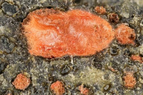 Cuprite<br />Copper Flat, Hillsboro, Hillsboro District, Sierra County, New Mexico, USA<br />FOV = 3.2 mm<br /> (Author: Doug)