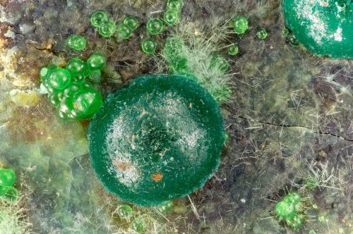 Cornwallite<br />Gold Hill Mine, Gold Hill, Gold Hill District, Tooele County, Utah, USA<br />FOV = 3.1 mm<br /> (Author: Doug)