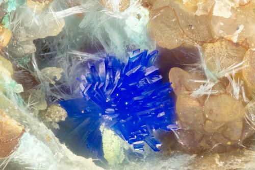 Linarite<br />Friedrichssegen Mine, Frücht, Bad Ems District, Lahn Valley, Rhineland-Palatinate/Rheinland-Pfalz, Germany<br />FOV = 1.5 mm<br /> (Author: Doug)