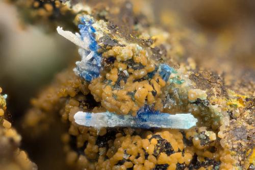 Cerussite, Linarite<br />Friedrichssegen Mine, Frücht, Bad Ems District, Lahn Valley, Rhineland-Palatinate/Rheinland-Pfalz, Germany<br />FOV = 2.6 mm<br /> (Author: Doug)