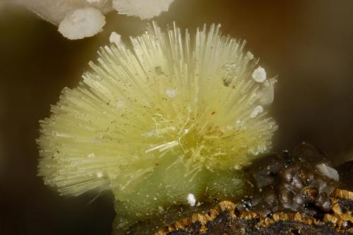 Meurigite-K<br />Silver Coin Mine, Valmy, Iron Point District, Humboldt County, Nevada, USA<br />FOV = 1.2 mm<br /> (Author: Doug)