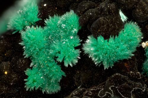 Malachite<br />Mohawk Mine, Mohawk Hill, Clark Mountains, Clark Mountain District (Clark District), San Bernardino County, California, USA<br />FOV = 3.2 mm<br /> (Author: Doug)