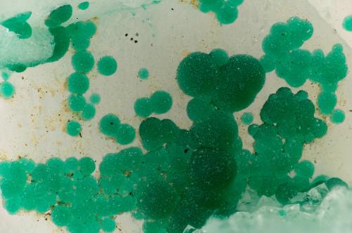 Cornwallite<br />Clara Mine, Rankach Valley, Oberwolfach, Wolfach, Black Forest, Baden-Württemberg, Germany<br />FOV = 3.3 mm<br /> (Author: Doug)