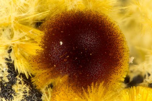 Cacoxenite<br />Coon Creek Mine, Cossatot Mountains, Shady, Polk County, Arkansas, USA<br />FOV = 1.5 mm<br /> (Author: Doug)